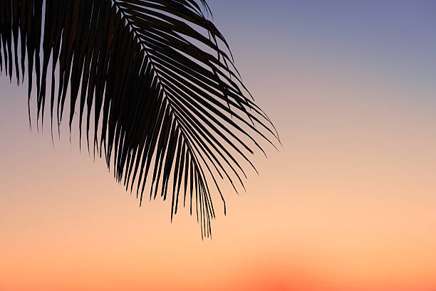 istock Palm tree silhouette at sunrise 531251246