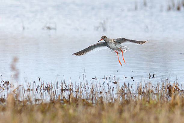 istock Spring bird redshank landing after the flight 531251268