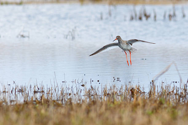 istock Spring bird redshank landing after the flight 531251292