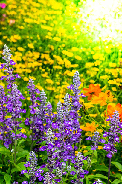 istock Flowers in the garden. 531252240