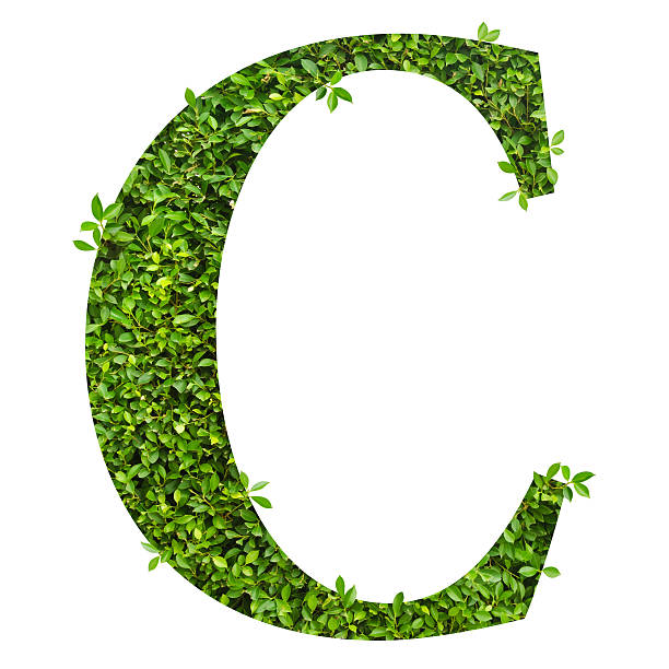 istock Letter C, alphabet of green leaves 531252446