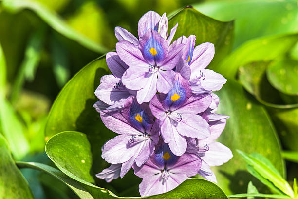 istock Common water hyacinth flower 531252694