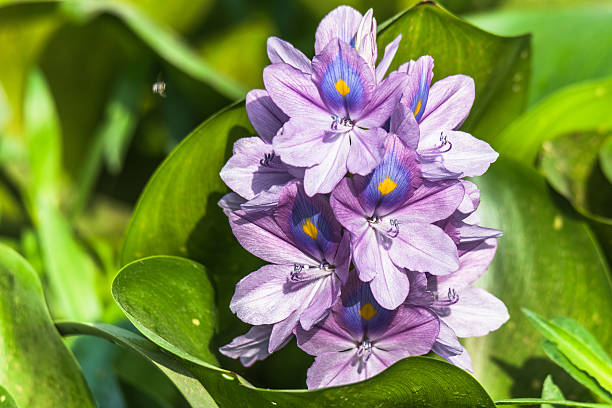 istock Common water hyacinth flower 531252766