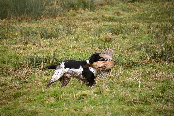 istock Gun Dog with a pheasant 531252853