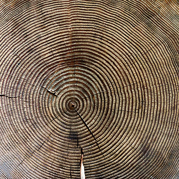 istock Cross section of old tree stump 531252888
