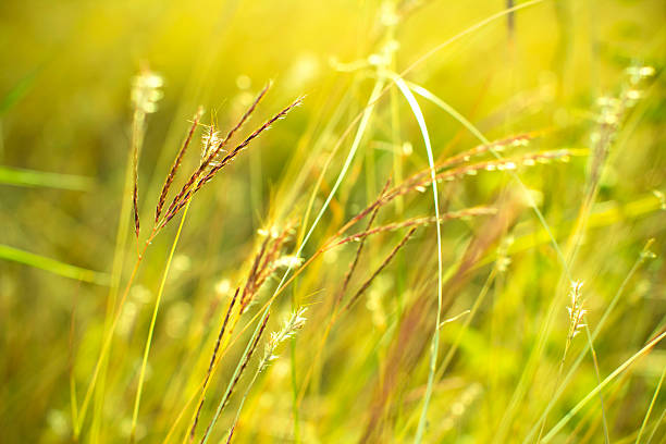 istock Grass close up in sunny weather, nature, bokeh. 531253317