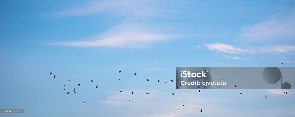 Birds Flying Birds flying in the sunrise.  2015 Stock Photo