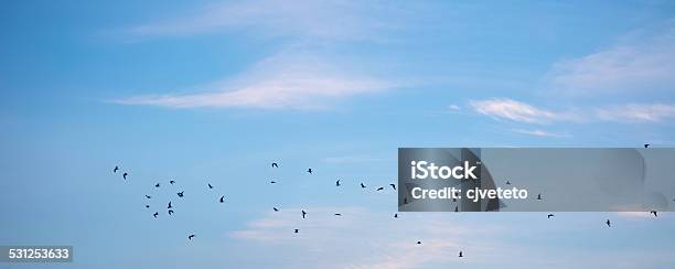 Birds Flying Stock Photo - Download Image Now - 2015, Bird, Flying