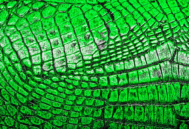 istock Crocodile green leather, can use as background 531253671