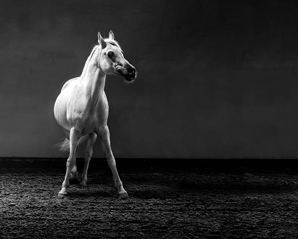 istock proud arabian horse - stallion in shining light 531253843