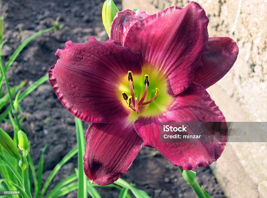 Lily Purple Waters Flowers name Purple Waters 2015 Stock Photo