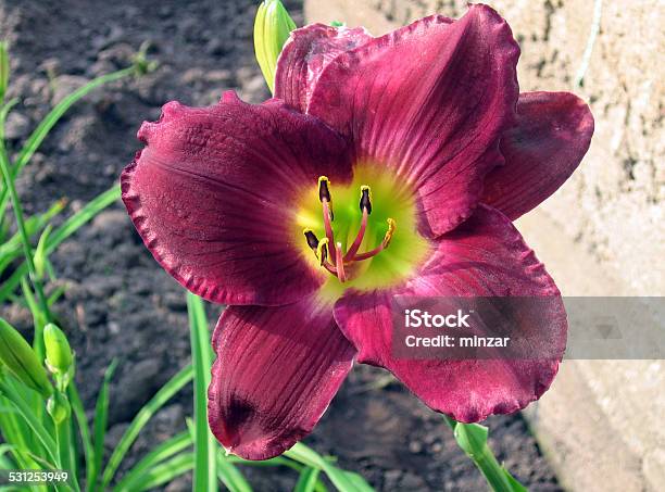 Lily Purple Waters Stock Photo - Download Image Now - 2015, Beauty, Beauty In Nature