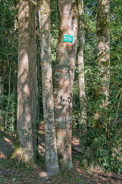 istock Cluster of Cape Blackwood trees 531254132