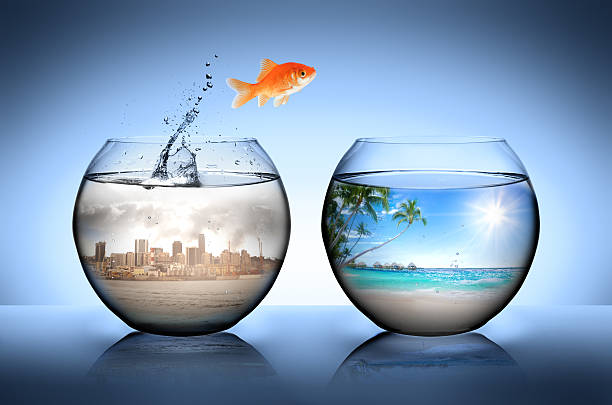 istock goldfish jumping in to tropical beach 531254187