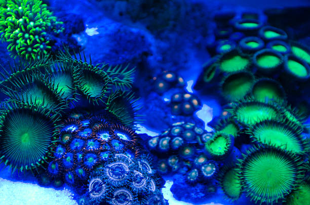 istock Corals in the aquarium Light Black Light 531254480