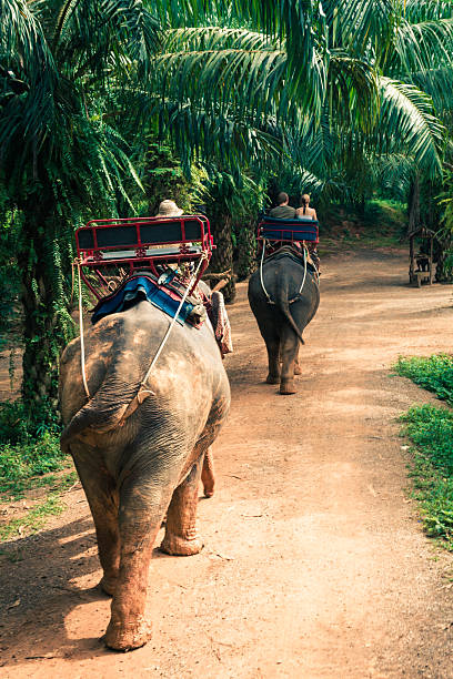 istock Elephant Trekking Through Jungle in Northern Thailand 531254503