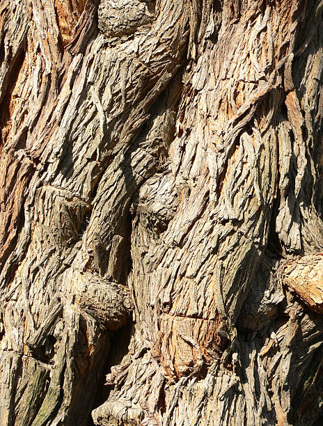 Rough tree bark texture stock photo