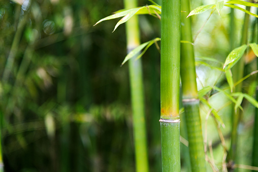 Closeup of green bamboo trees with leaves.