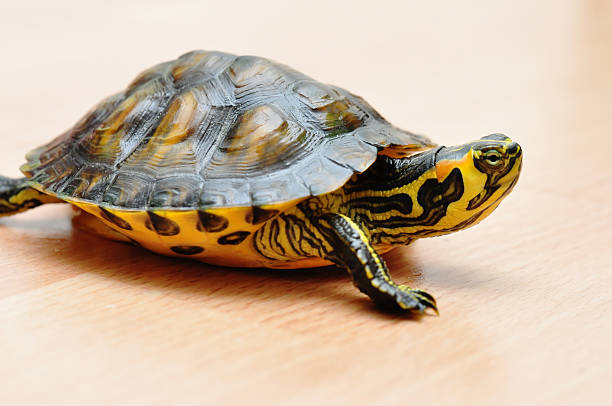 istock yellow-bellied slider 531254631