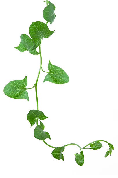 istock ivy plant, isolated on white, clipping path included. 531254926