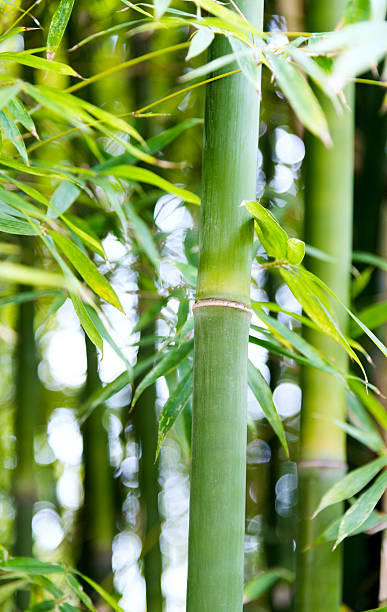 istock Closeup of green bamboo trees 531255364