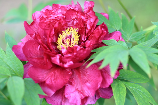 Bouquet of red Peonies closeup on a blurred green background. Beautiful fresh cut bouquet. Blooming spring garden.