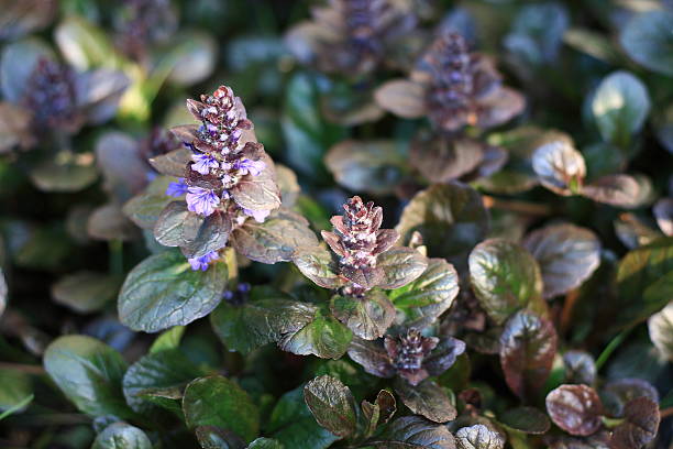 ajuga reptans ou tubulaires, bleu tubulaires, bugleherb - bugle photos et images de collection