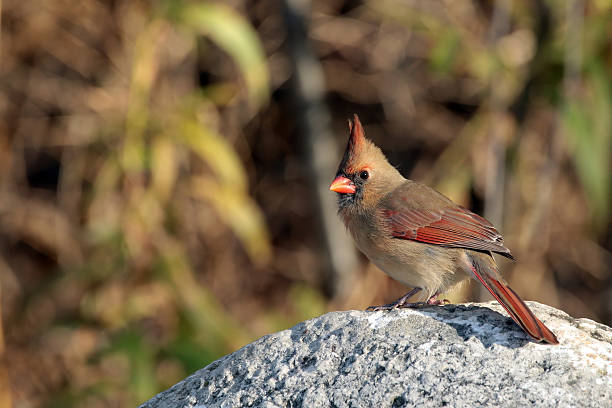 istock Female Northern Cardinal 531255674