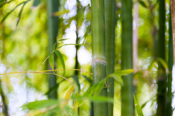 istock Closeup of green bamboo trees 531255700