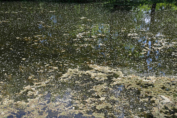istock The surface of the muddy water 531255844