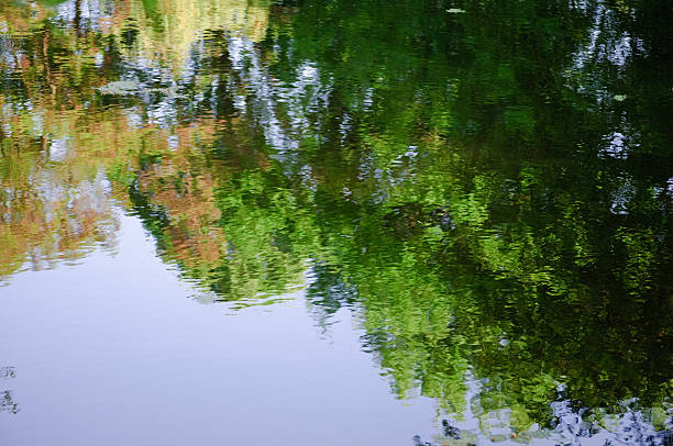 istock deciduous trees in the specular surface of a calm lake 531255952