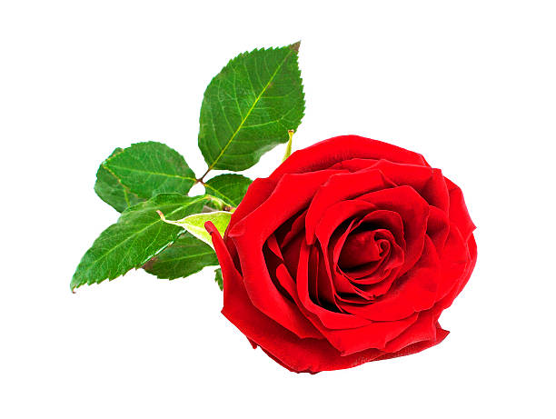 istock Red rose flower isolated on a white background 531255961