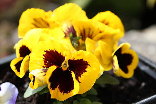 Pansies