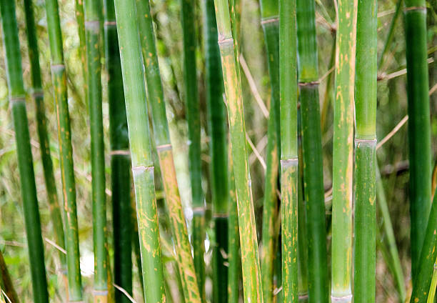 istock Closeup of bamboo brove 531256476