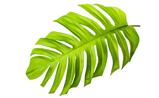 istock Big green leaf of Monstera 531256582