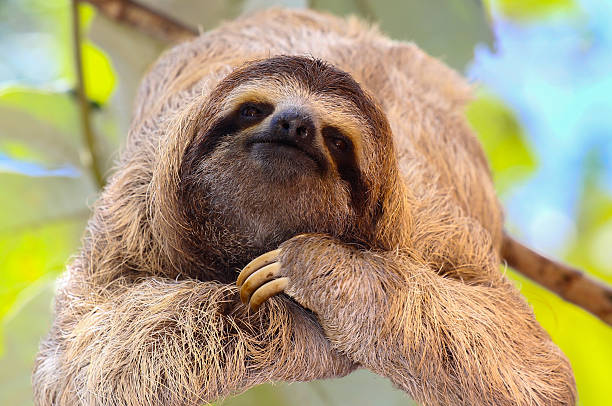 Happy Sloth baby sloth poses for the camera on the tree animal toe stock pictures, royalty-free photos & images