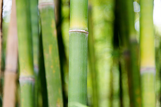 istock Closeup of bamboo brove 531256906