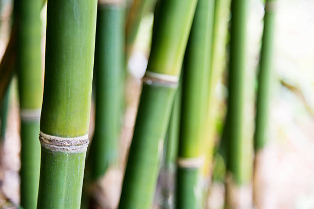 istock Closeup of bamboo brove 531257042