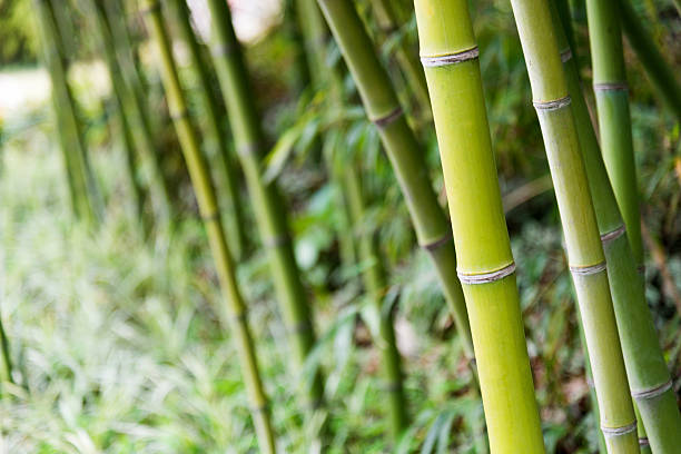 istock Closeup of bamboo brove 531257560