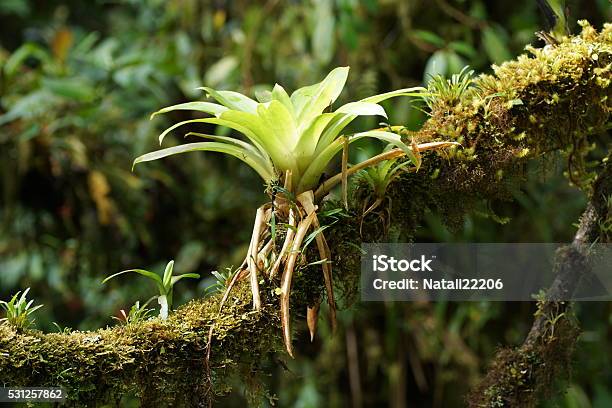 Bromelie Na Drzewie Branch - zdjęcia stockowe i więcej obrazów Kostaryka - Kostaryka, Las mglisty Monteverde, Bromelie