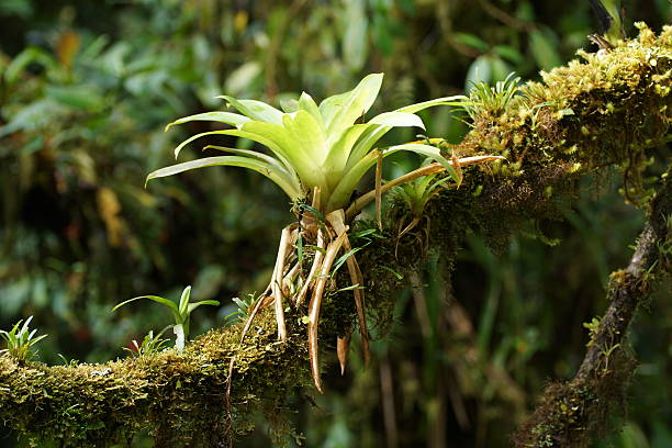 bromeliácea numa árvore ramo. - monteverde cloud forest imagens e fotografias de stock