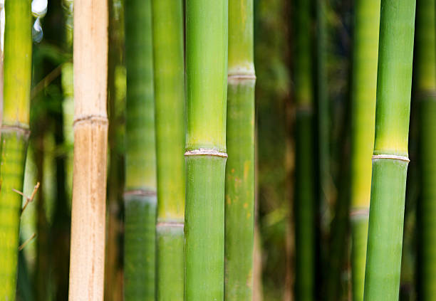 istock Closeup of bamboo brove 531258070