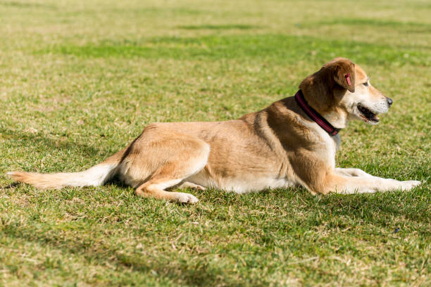 istock dog lying down on grass in a park 531258452