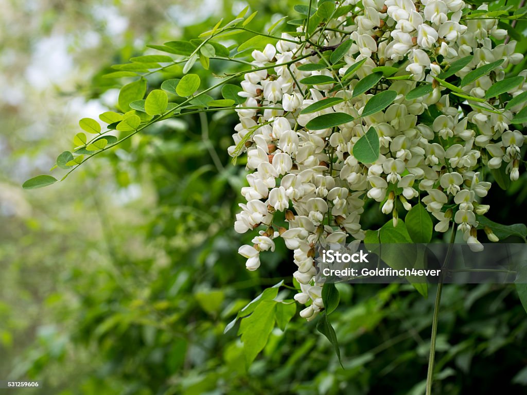 Acacia Flores Blancas Perfumado Racemes Foto de stock y más banco de  imágenes de Acacia - Acacia, Aire libre, Blanco - Color - iStock