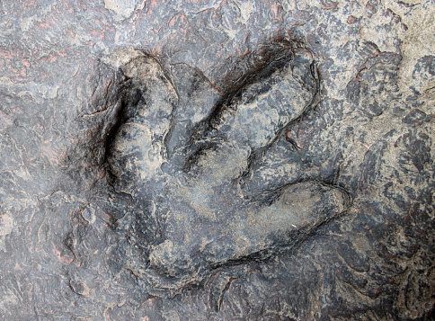 ancient dinosaur footprint in Naku, Kalasin of Thailand