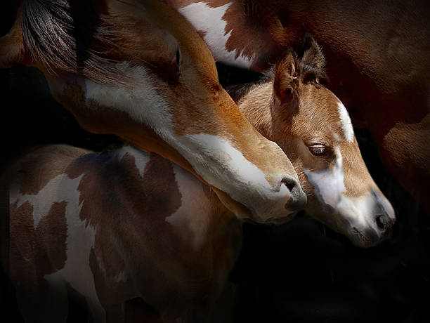 mare e puledro - newborn animal immagine foto e immagini stock