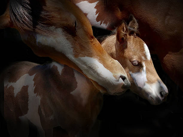mare and foal a portrait of a mare and foal newborn horse stock pictures, royalty-free photos & images