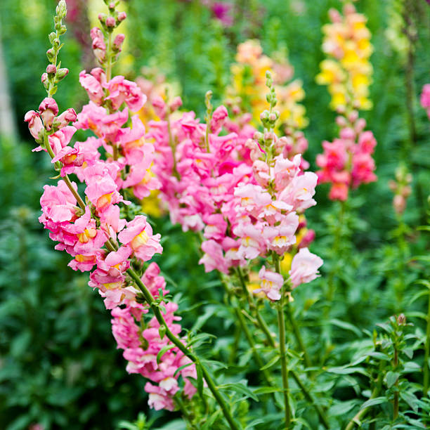 istock Snapdragon flowers in a garden 531260830