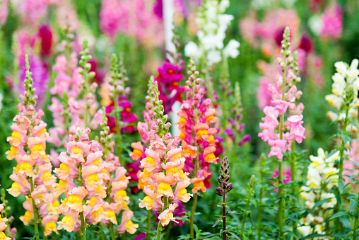 Colorful snapdragon flowers in a garden