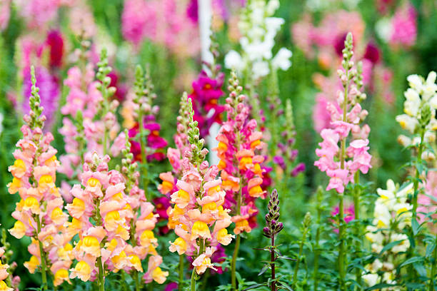 boca-de-dragão flores em um jardim - scented beauty in nature flower head blossom imagens e fotografias de stock